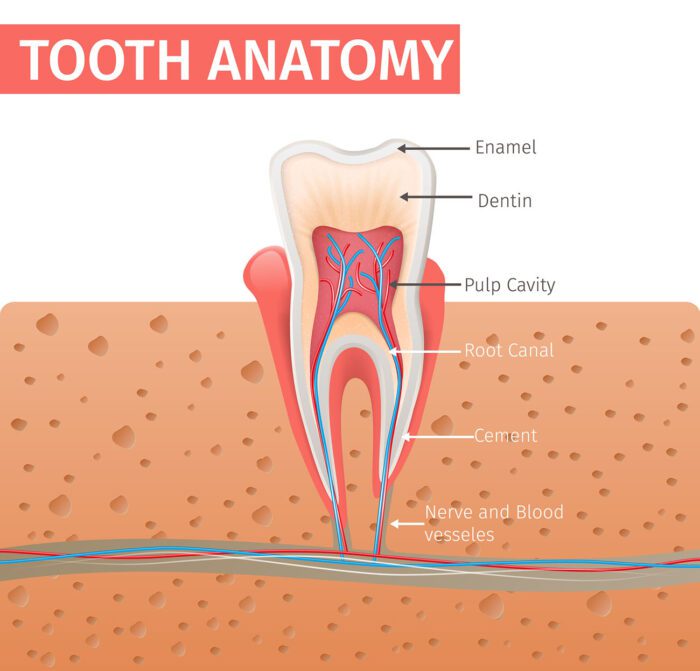 A ROOT CANAL in Cohoes NY can actually relieve more pain than it could cause